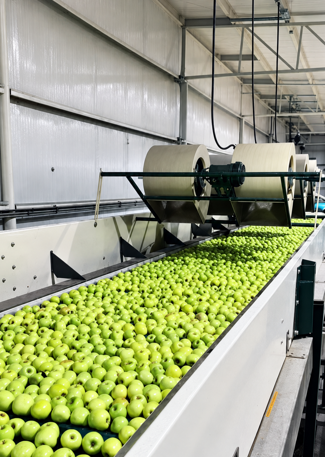 Fruta en línea de selección